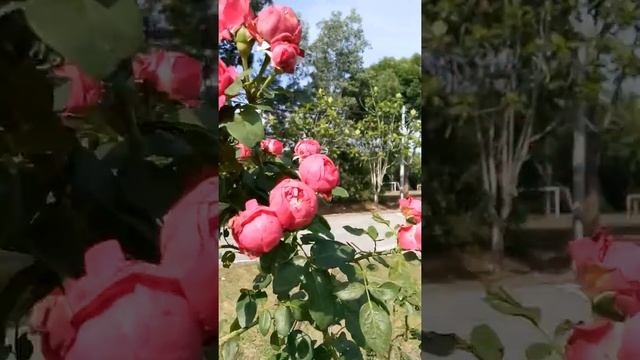 RED EDEN ROSE ADDAROSA PUNCAK ALAM