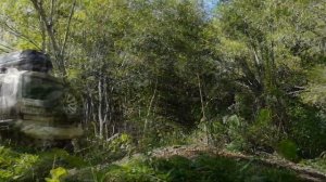 В поисках Векового дерева. Гигантский Вяз на Сахалине.