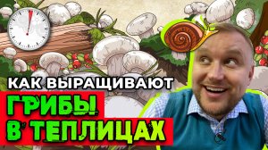 Грибы в теплицах 🍄🟫🍄🟫 секреты выращивания