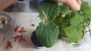 Прививка! Или как тыква съела огурца!!!