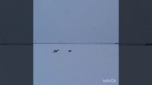 Охота на зайца с борзыми. Поимка Хортой в одиночку