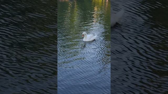 Встретили белых лебедей в парке Горького в Москве 🦢