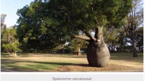 Брахихитон – очаровательное деревце для бонсая