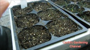 million bell seedlings, what do million bell seedlings look like, million bells seeds germinated