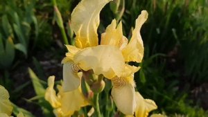 Ирисы бородатые. Ирисы японские. Ирисы миниатюрные. Цветение. 31.05.2022 ?