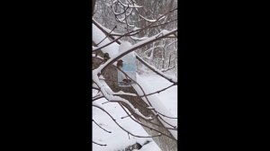 Птичка Синичка