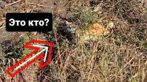 На трассе в полях умирает от истощения и холода