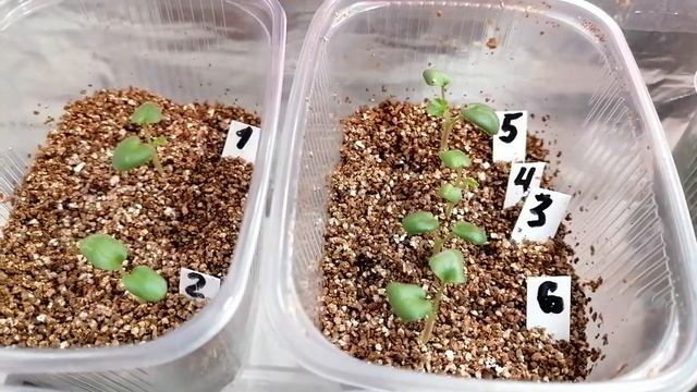 Сеянцы пеларгонии через две недели после всходов. смотреть онлайн