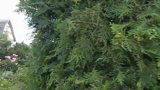 Туя западная в саду Стрижка туи смотреть онлайн