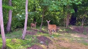 США ?? ОЛЕНИ НА НАШЕМ ДВОРЕ // One minute with deer ?