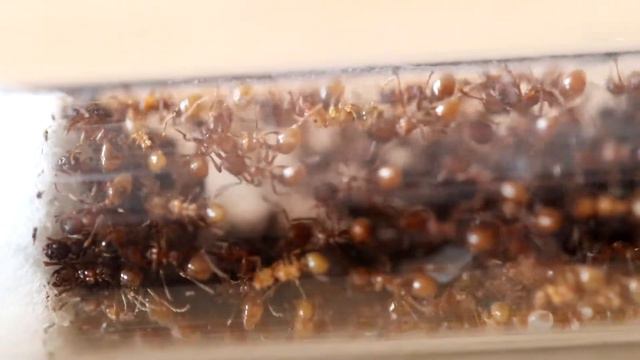 UNBOXING MY NEW MYRMICA RUBRA 3 QUEEN ANT COLONY/EUROPEAN FIRE ANT - Ant Holleufer