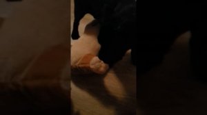 Кане Корсо рвет Мопса