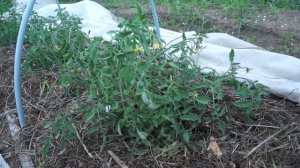 Полольник "Стриж". Непасынкующиеся томаты . Малина "Новость Кузьмина".