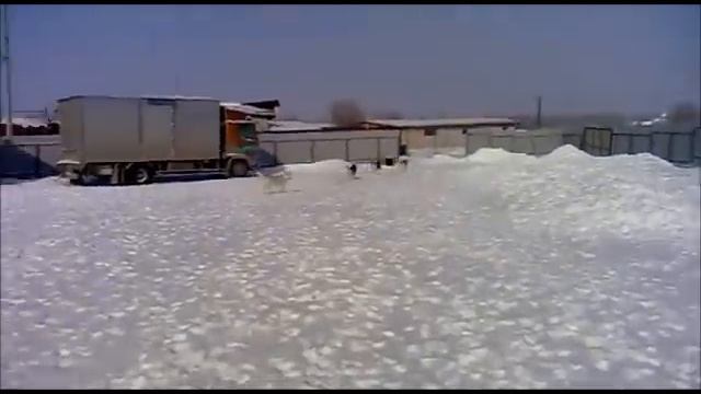 Хаски