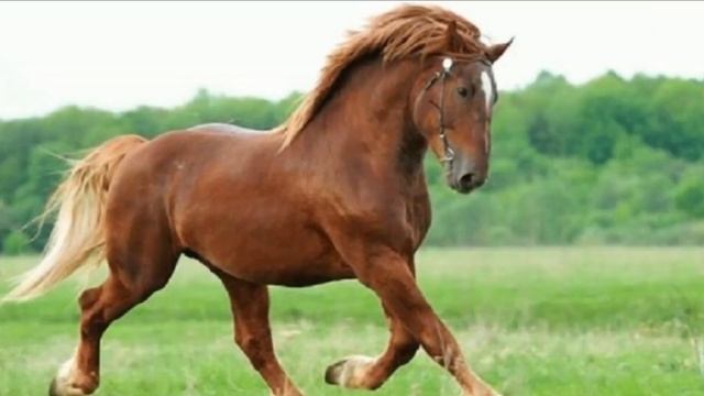 Лошади Советский тяжеловоз особенности породы | Коневодство | Лошади породы Советский тяжеловоз смотреть онлайн