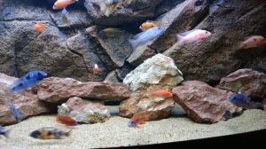 Цихлидник 500 литров.