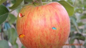 Яблоня обыкновенная Орлинка (malus orlinka) ? Орлинка обзор: как сажать, саженцы яблони Орлинка