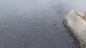 Форелевый платник в селе Змейское (РСО)