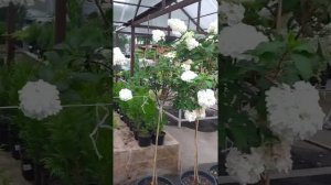 Прогулка по Саду в Нижегородской области.райское место!!!