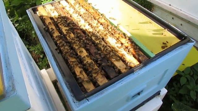 методика шести рамочного улья в обычном улье - ограничение яйцекладки матки на главный взяток