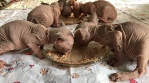 Котятам 1 месяц? первый прикорм #котики #сфинксы