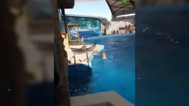 Дельфинарий, Анапа смотреть онлайн