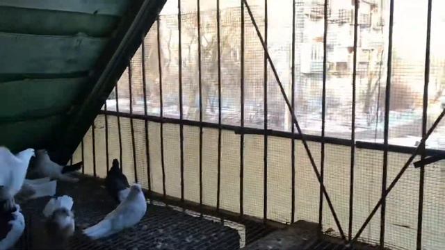 Брянские высоколетные голуби самки 2020 Кудинов В.