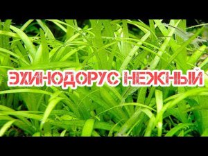 ЭХИНОДОРУС НЕЖНЫЙ. СОДЕРЖАНИЕ И РАЗВЕДЕНИЕ