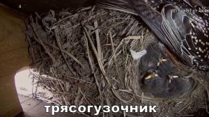 Странное поведение скворцов