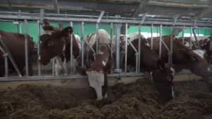 Колхоз Завета Ильича и трактора zoomlion