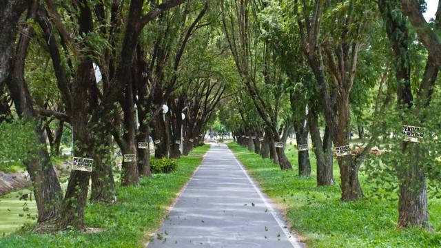 Реклама на деревьях - это полный отстой! смотреть онлайн