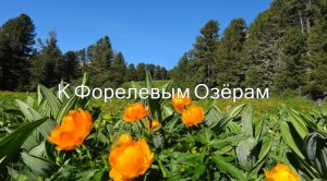 Алтай 77 ИЮНЬ 2016 ►► Природа Сибири. Травы Горного Алтая. К Форелевым озёрам.mp4