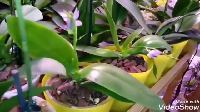 Орхидеи и Орхидные | Самый Лучший День