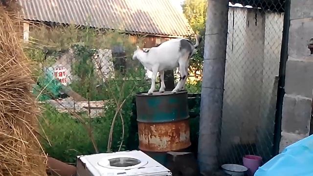 Горная коза 2 смотреть онлайн