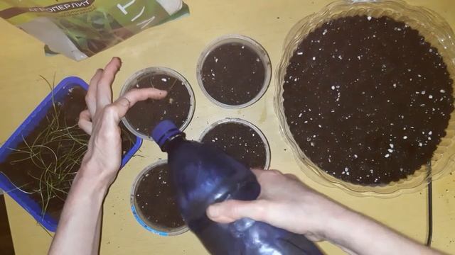 Пикировка лука Красный барон, Штутгартер ризен смотреть онлайн