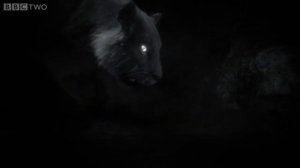 Cave Lion vs Cave Bear - Пещерный Лев против Пещерного Медведя