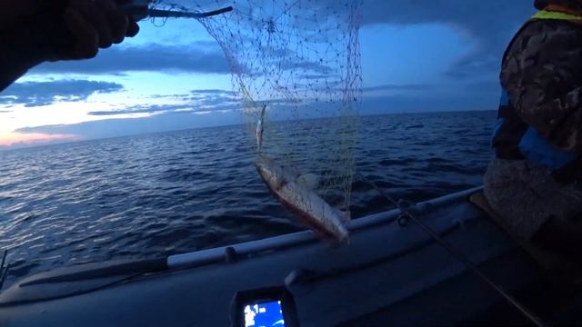 На рыбалку на Белое озеро #Белоеозеро #Белозерск #судак