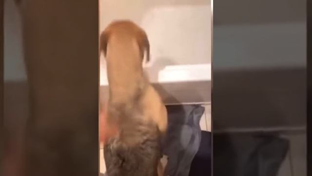 Смешное видео ??