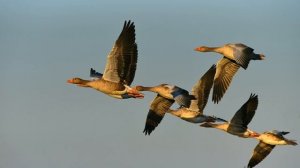 ? ТЕХНИКА ОХОТЫ НА ГУСЕЙ. КАК ВСЕГДА БЫТЬ С ГУСЕМ?