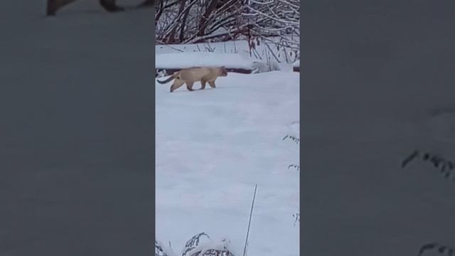 #Я смотрю в окошко, там гуляет Кошка