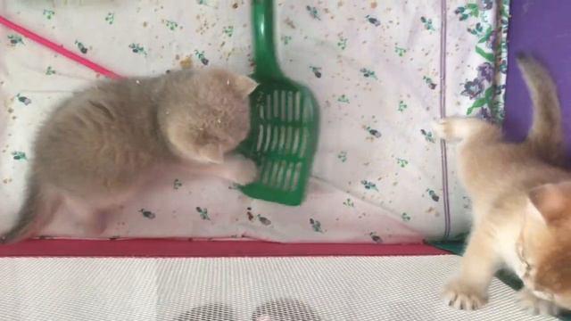 🐭🐹🐭БОЛЬШИЕ МЫШКИ,😹😻😸МАЛЕНЬКИЕ КОШКИ🐱🤩😸ЗОЛОТАЯ ШИНШИЛЛА КОШКИ.