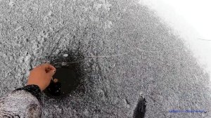Зимняя рыбалка. Хапуга в деле...