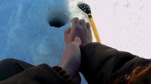 Ловля окуня зимой на мормышку с мотылём. Зимняя рыбалка на окуня. Ловля окуня в камыше