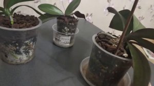 Полив орхидей в субстратах Лечуза-пон и Орхид-пон☘️различия между Лечузой-пон и Орхид-пон