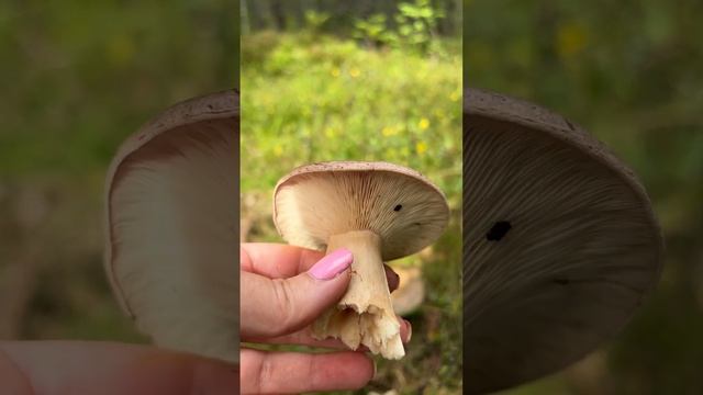 #млечник #milkcap #грибалка #грибы #швеция #лес #лесныегрибы