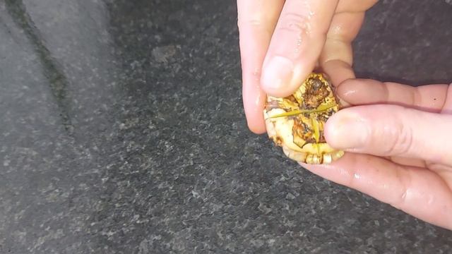 Cum obtii 4 flori dintr-un bulb смотреть онлайн