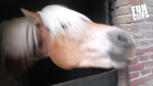 Падения с лошадей. Horse Fails . FunClips