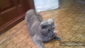 У моей кошки начилась течка