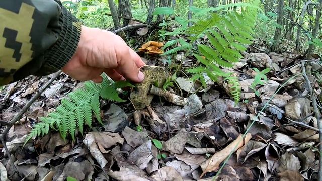 Грибалка и не только в июне смотреть онлайн