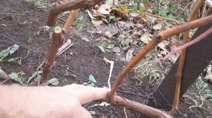 Осенняя обрезка винограда (три года)